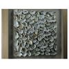 Picture of Oyster Cluster Shadow Box Wall Décor (MS30149B) 23.62" L x 23.62" H