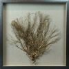 Picture of Tree Roots Shadow Box Wall Décor (MS24299D) 19.69" L x 19.69" H
