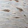 Picture of Fishes In Motion Shadow Box Wall Décor (MS39390A) 39.37" L x 39.37" H
