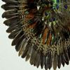 Picture of Peacock Display Shadow Box Wall Décor(MS40037) 31.50" L x 31.50" H