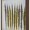 Picture of Golden Pheasant Feather Shadow Box Wall Décor (MS55848) 23.62" x 23.62"