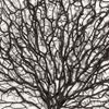 Picture of Withered Tree Shadow Box Wall Décor (MS56034A) 19.69" L x 19.69" H