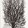 Picture of Withered Tree Shadow Box Wall Décor (MS56034A) 19.69" L x 19.69" H