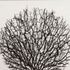 Picture of Withered Tree Shadow Box Wall Décor (MS56034B) 19.69" L x 19.69" H