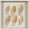 Picture of Sea Shell Shadow Box Wall Décor (2 Piece Set) (MS12135CP/DP) 11.81” L x 11.81” H