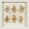 Picture of Sea Shell Shadow Box Wall Décor (2 Piece Set) (MS12135CP/DP) 11.81” L x 11.81” H