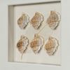 Picture of Sea Shell Shadow Box Wall Décor (2 Piece Set) (MS12135CP/DP) 11.81” L x 11.81” H