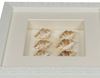 Picture of Sea Shell Shadow Box Wall Décor (2 Piece Set) (MS12135CP/DP) 11.81” L x 11.81” H