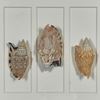 Picture of Sea Shell Shadow Box Wall Décor (2 Piece Set) (MS18027A/B) 11.81” L x 11.81” H