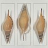 Picture of Sea Shell Shadow Box Wall Décor (2 Piece Set) (MS18027A/B) 11.81” L x 11.81” H