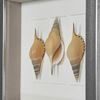 Picture of Sea Shell Shadow Box Wall Décor (2 Piece Set) (MS18027A/B) 11.81” L x 11.81” H