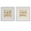 Picture of Sea Shell Shadow Box Wall Décor (2 Piece Set) (MS12135CP/DP) 11.81” L x 11.81” H