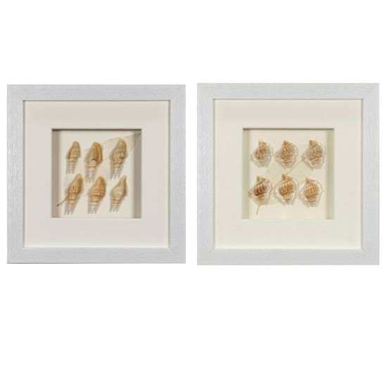Picture of Sea Shell Shadow Box Wall Décor (2 Piece Set) (MS12135CP/DP) 11.81” L x 11.81” H