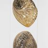 Picture of HUJI Abalone & Pearl Shell Shadow Box Wall Décor Set